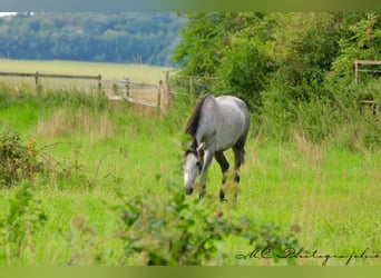PRE, Mare, 3 years, 15,2 hh, Grey-Dapple