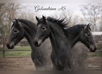 PRE, Mare, 3 years, 15,2 hh, Grey-Dark-Tan