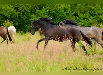 PRE, Mare, 3 years, 15,2 hh, Grey-Dark-Tan