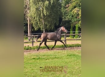 PRE Mix, Mare, 3 years, 15,2 hh, Grey