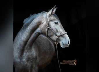 PRE Mix, Mare, 3 years, 15,2 hh, Grey