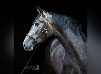PRE Mix, Mare, 3 years, 15,2 hh, Grey