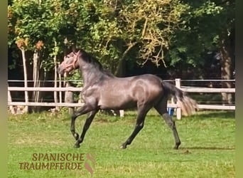 PRE Mix, Mare, 3 years, 15,2 hh, Grey