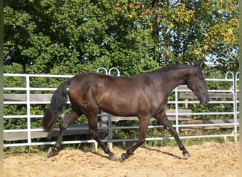 PRE Mix, Mare, 3 years, 15,3 hh, Black