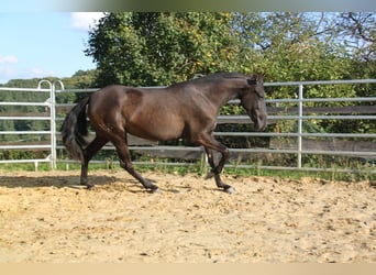 PRE Mix, Mare, 3 years, 15,3 hh, Black