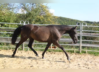 PRE Mix, Mare, 3 years, 15,3 hh, Black