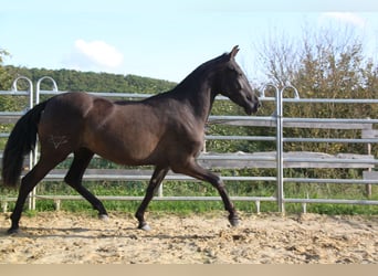 PRE Mix, Mare, 3 years, 15,3 hh, Black