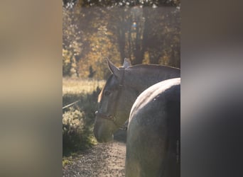 PRE Mix, Mare, 3 years, 15,3 hh, Grey