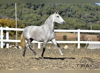 PRE Mix, Mare, 3 years, 15,3 hh, Grey