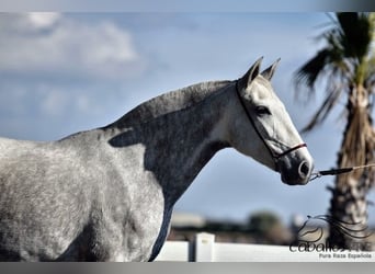 PRE Mix, Mare, 3 years, 15,3 hh, Grey