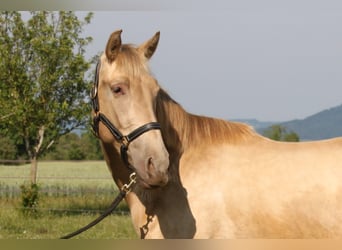 PRE, Mare, 3 years, 15,3 hh, Pearl