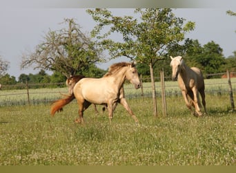 PRE, Mare, 3 years, 15,3 hh, Pearl