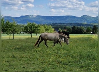 PRE, Mare, 3 years, 15,3 hh, Pearl