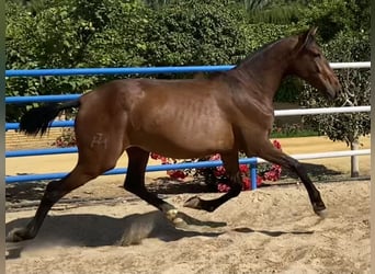 PRE, Mare, 3 years, 16,1 hh, Bay-Dark