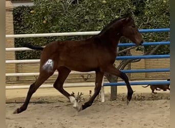 PRE, Mare, 3 years, 16,1 hh, Bay-Dark