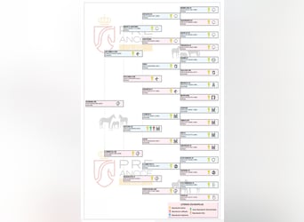PRE, Mare, 3 years, 16.1 hh, Brown-Light