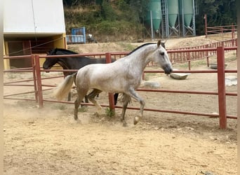 PRE, Mare, 3 years, 16.1 hh, Grey PRE, Mare, 3 years, 16.1 hh, Grey