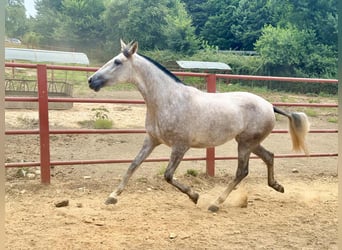 PRE, Mare, 3 years, 16.1 hh, Grey PRE, Mare, 3 years, 16.1 hh, Grey