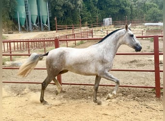 PRE, Mare, 3 years, 16.1 hh, Grey PRE, Mare, 3 years, 16.1 hh, Grey
