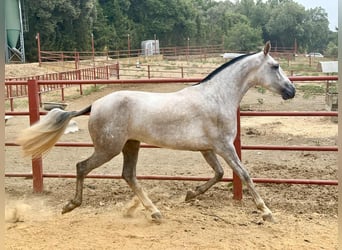PRE, Mare, 3 years, 16.1 hh, Grey PRE, Mare, 3 years, 16.1 hh, Grey