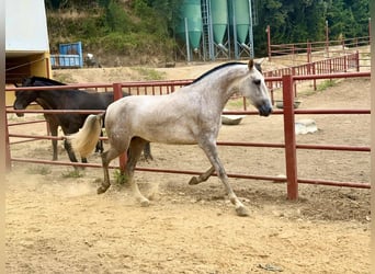 PRE, Mare, 3 years, 16.1 hh, Grey PRE, Mare, 3 years, 16.1 hh, Grey