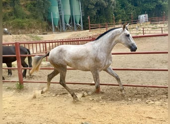 PRE, Mare, 3 years, 16.1 hh, Grey PRE, Mare, 3 years, 16.1 hh, Grey