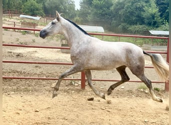 PRE, Mare, 3 years, 16.1 hh, Grey PRE, Mare, 3 years, 16.1 hh, Grey
