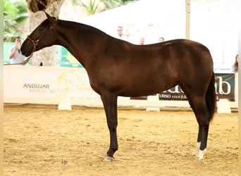 PRE Mix, Mare, 3 years, 16.2 hh, Black