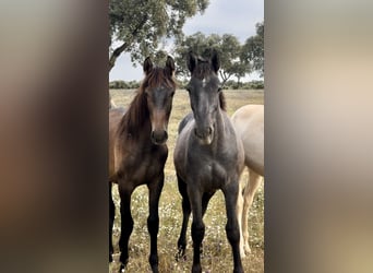 PRE Mix, Mare, 3 years, 16.2 hh, Grey