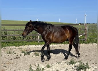 PRE, Mare, 3 years, 16 hh, Bay-Dark
