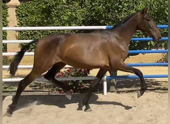 PRE, Mare, 3 years, 16 hh, Bay-Dark