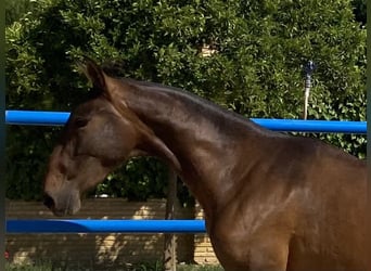 PRE, Mare, 3 years, 16 hh, Bay-Dark