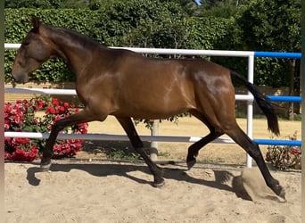 PRE, Mare, 3 years, 16 hh, Bay-Dark