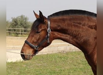 PRE Mix, Mare, 3 years, 16 hh, Bay