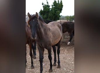 PRE Mix, Mare, 3 years, 16 hh, Black