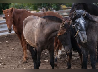 PRE Mix, Mare, 3 years, 16 hh, Black