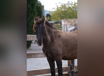 PRE Mix, Mare, 3 years, 16 hh, Black