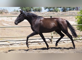 PRE Mix, Mare, 3 years, 16 hh, Black