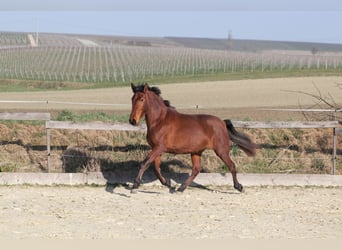 PRE Mix, Mare, 3 years, 16 hh, Brown