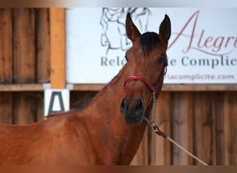 PRE, Mare, 3 years, 16 hh, Brown