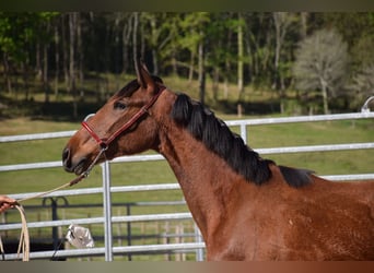PRE, Mare, 3 years, 16 hh, Brown
