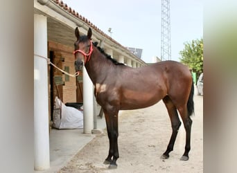 PRE, Mare, 3 years, 16 hh, Brown