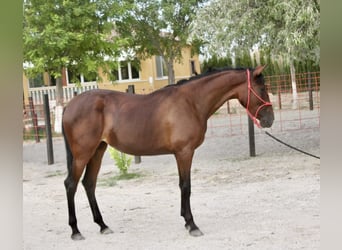 PRE, Mare, 3 years, 16 hh, Brown