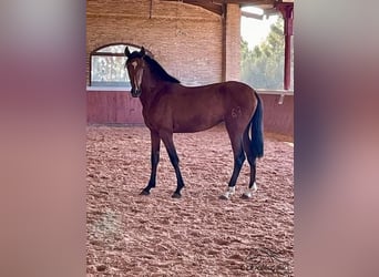 PRE Mix, Mare, 3 years, 16 hh, Brown