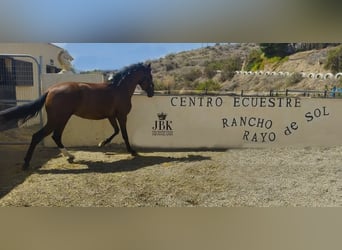 PRE, Mare, 3 years, 16 hh, Brown