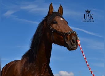 PRE Mix, Mare, 3 years, 16 hh, Brown