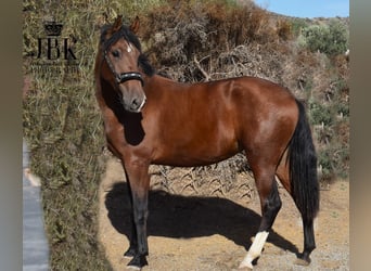 PRE, Mare, 3 years, 16 hh, Brown