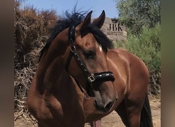 PRE, Mare, 3 years, 16 hh, Brown