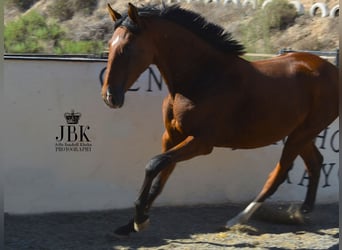 PRE, Mare, 3 years, 16 hh, Brown