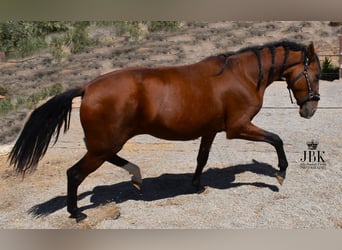 PRE, Mare, 3 years, 16 hh, Brown